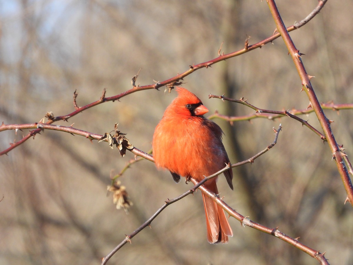 Northern Cardinal - ML631030644