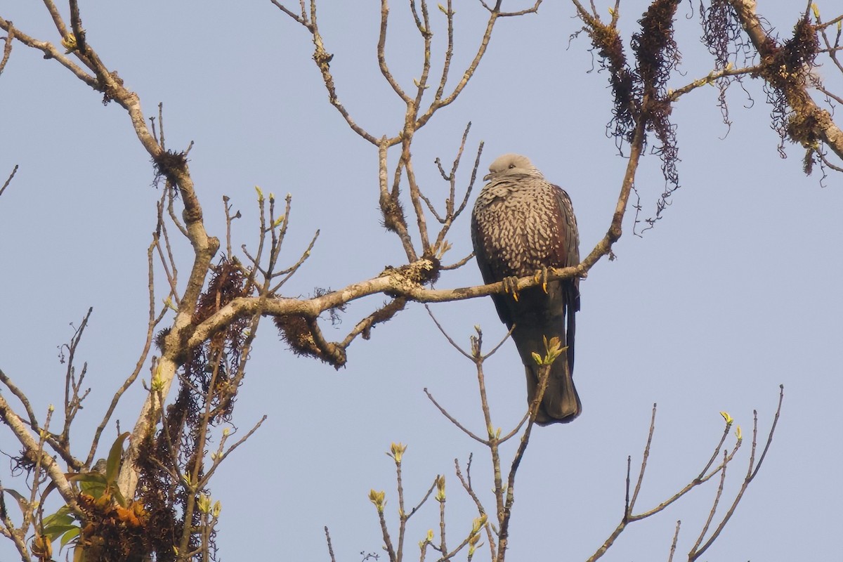 Pigeon de Hodgson - ML631030679