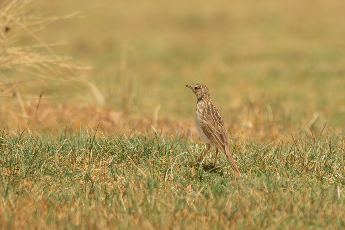Puna Pipit - ML631030695