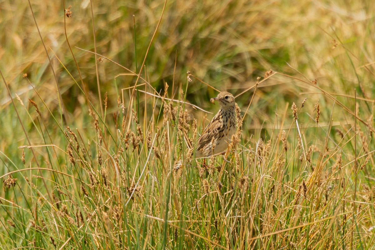 Puna Pipit - ML631030696