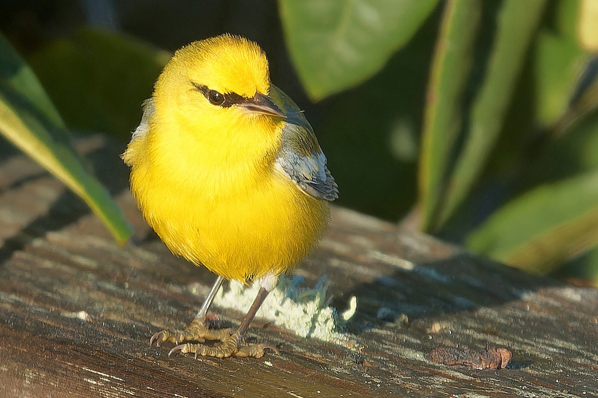 blåvingeparula - ML631030763