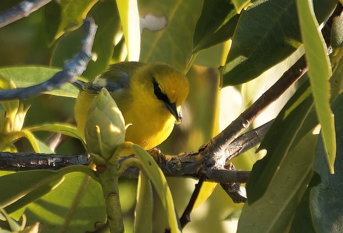 blåvingeparula - ML631030771