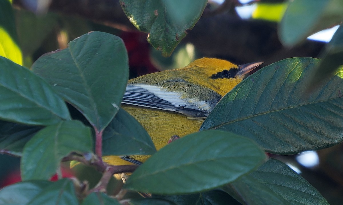 blåvingeparula - ML631030775