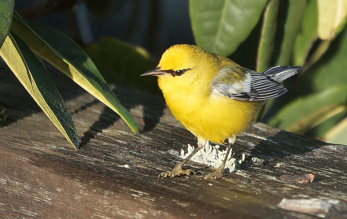 blåvingeparula - ML631030776