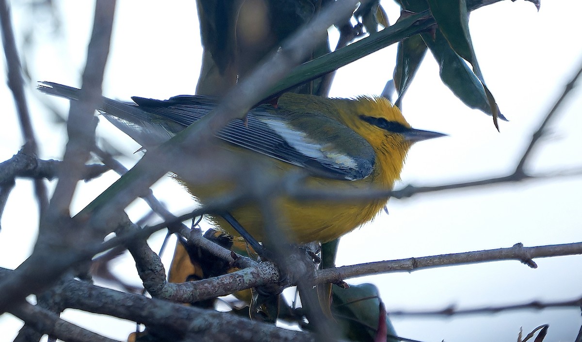 blåvingeparula - ML631030777