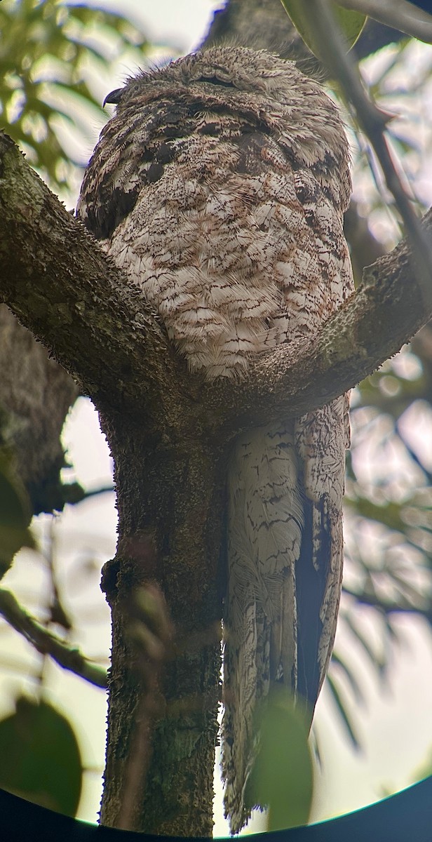 Great Potoo - ML631030820