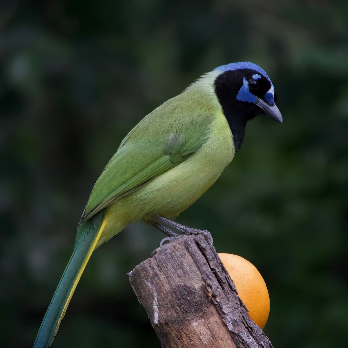 Green Jay - ML631030980