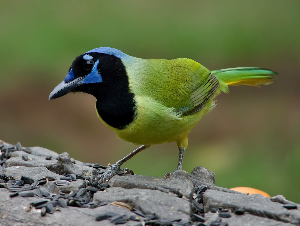 Green Jay - ML631030981