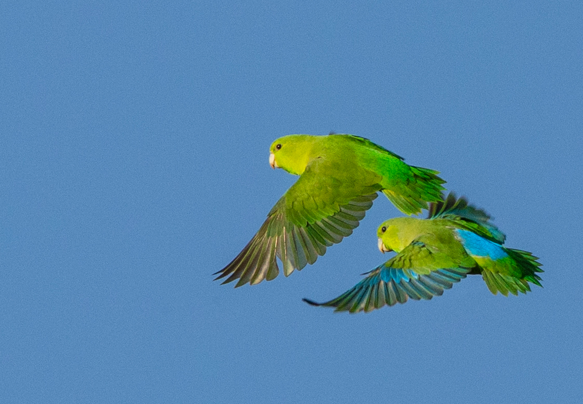 Blaubürzel-Sperlingspapagei - ML631031145