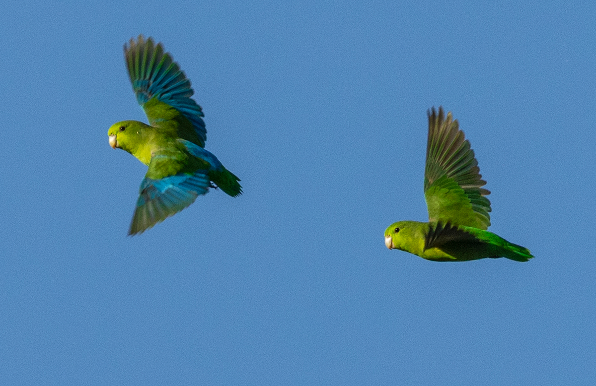 Blaubürzel-Sperlingspapagei - ML631031146