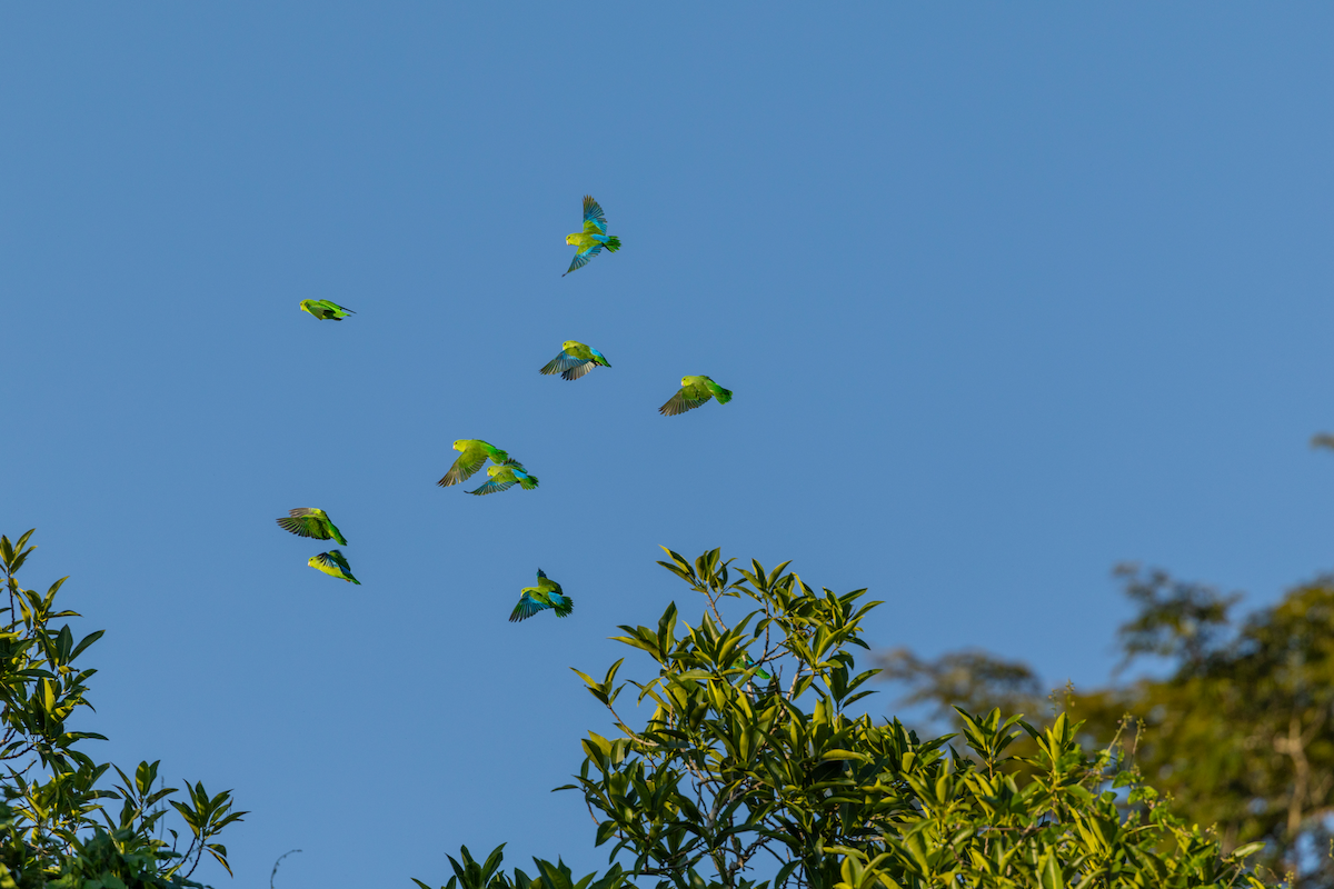 Blaubürzel-Sperlingspapagei - ML631031147