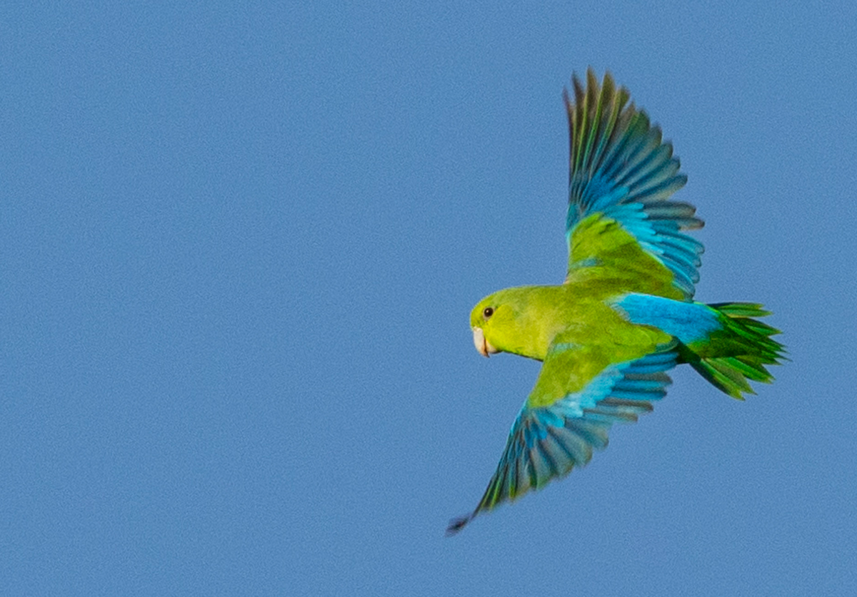 Blaubürzel-Sperlingspapagei - ML631031148