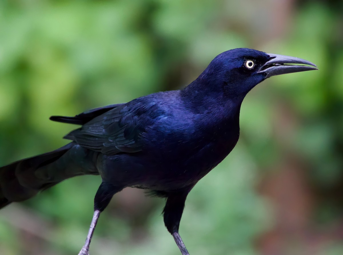 Great-tailed Grackle - ML631031196