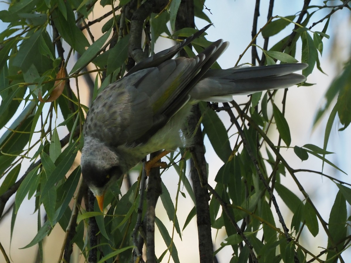 eBird Checklist - 21 Feb 2025 - 36 Robert Boden Grove, Yarralumla ...