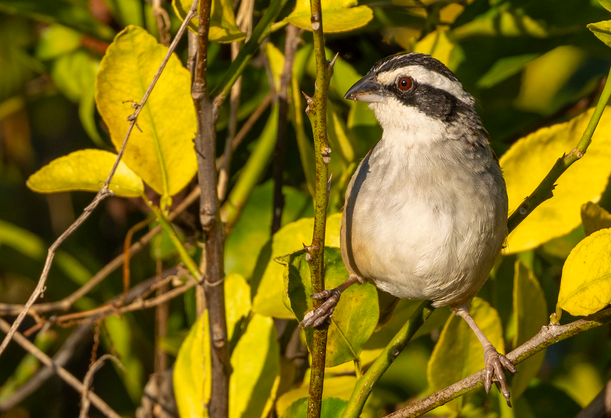 Rostschwanzammer - ML631031245