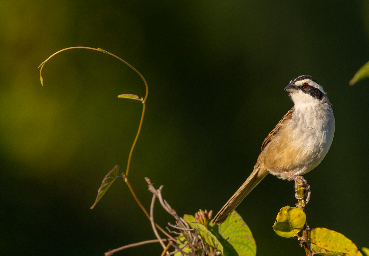 Rostschwanzammer - ML631031246