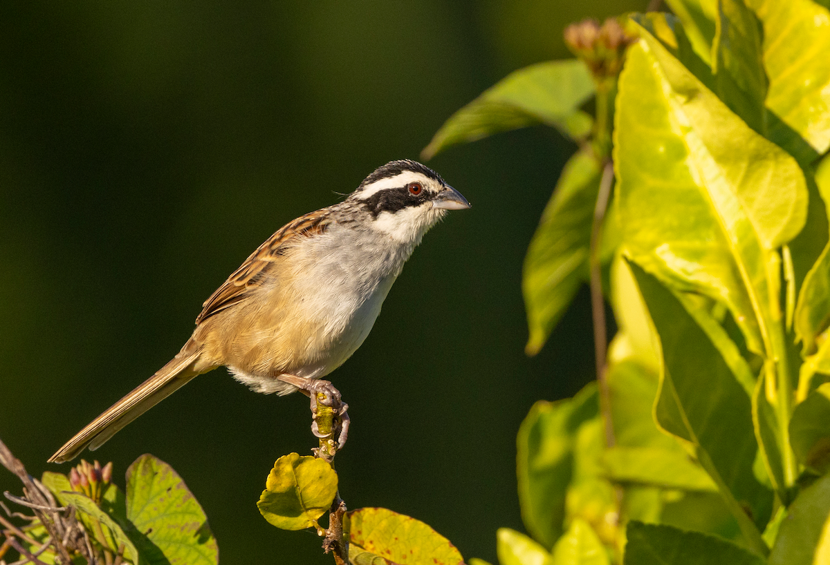 Rostschwanzammer - ML631031247