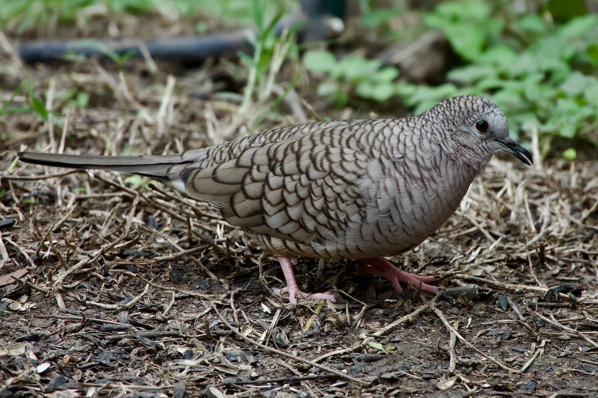 Inca Dove - ML631031407