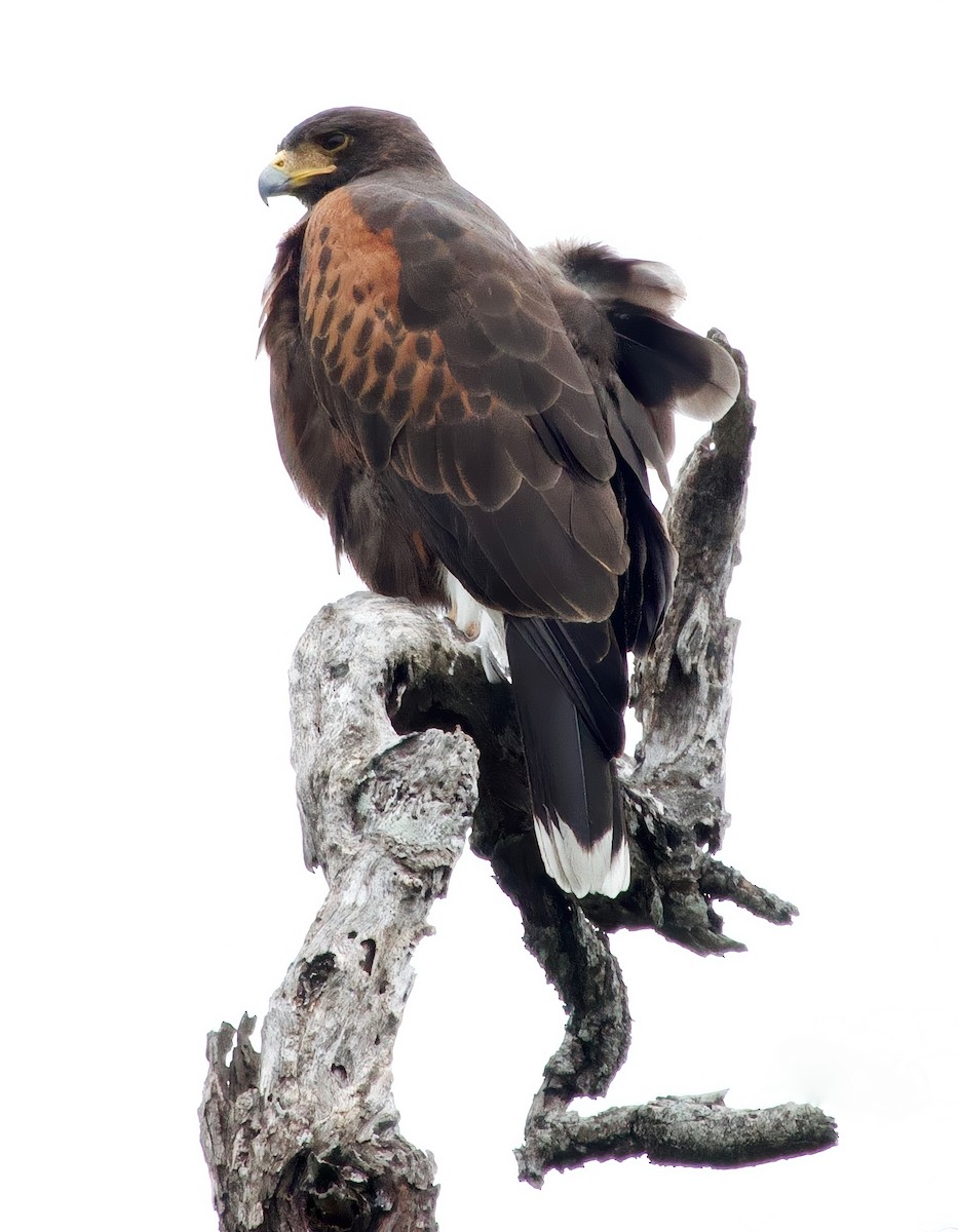 Harris's Hawk - ML631031533