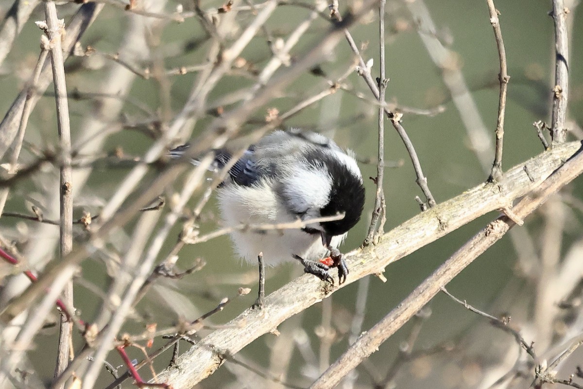 Black-capped Chickadee - ML631031661