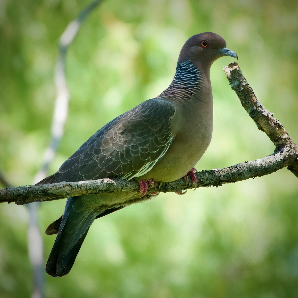 Picazuro Pigeon - ML631031684