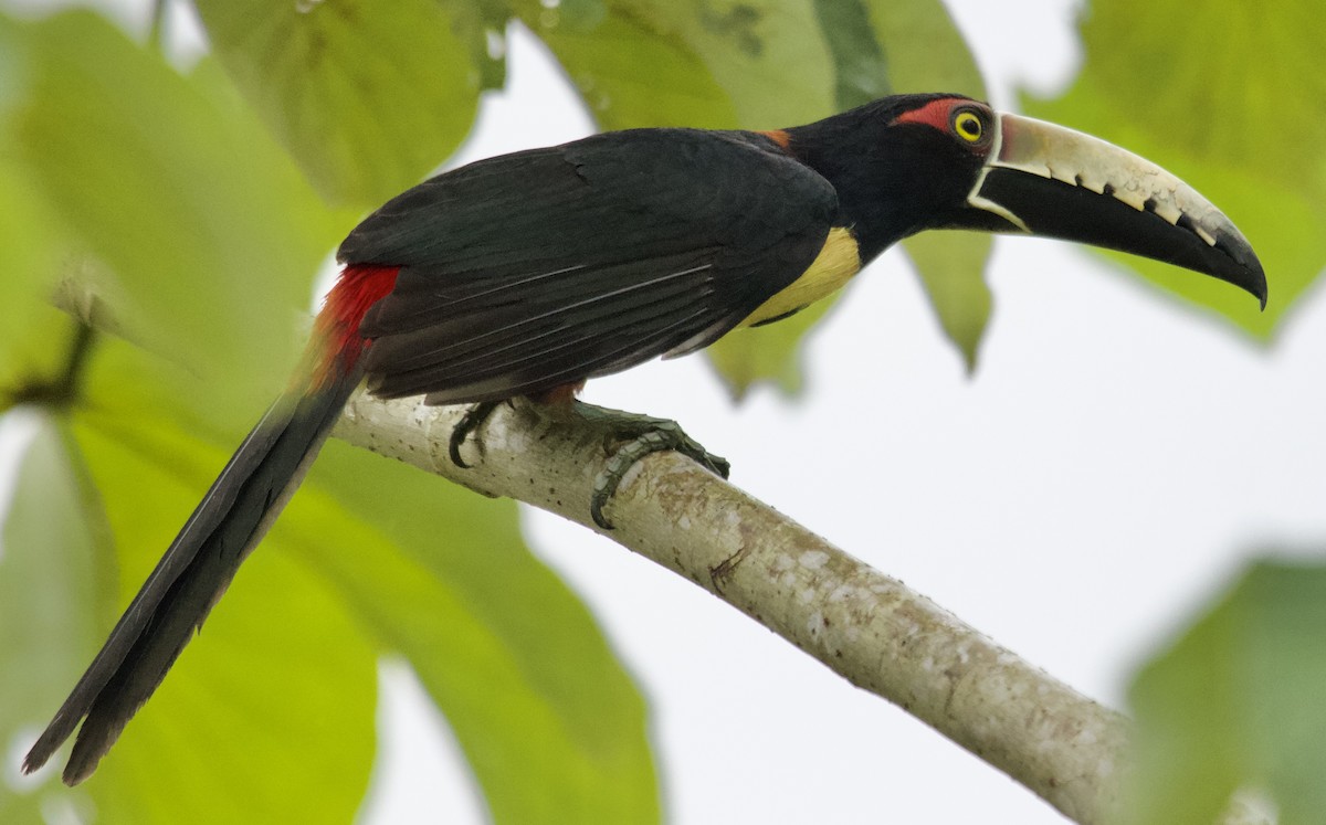 Kuşaklı/Soluk Gagalı Arasari - ML631031711