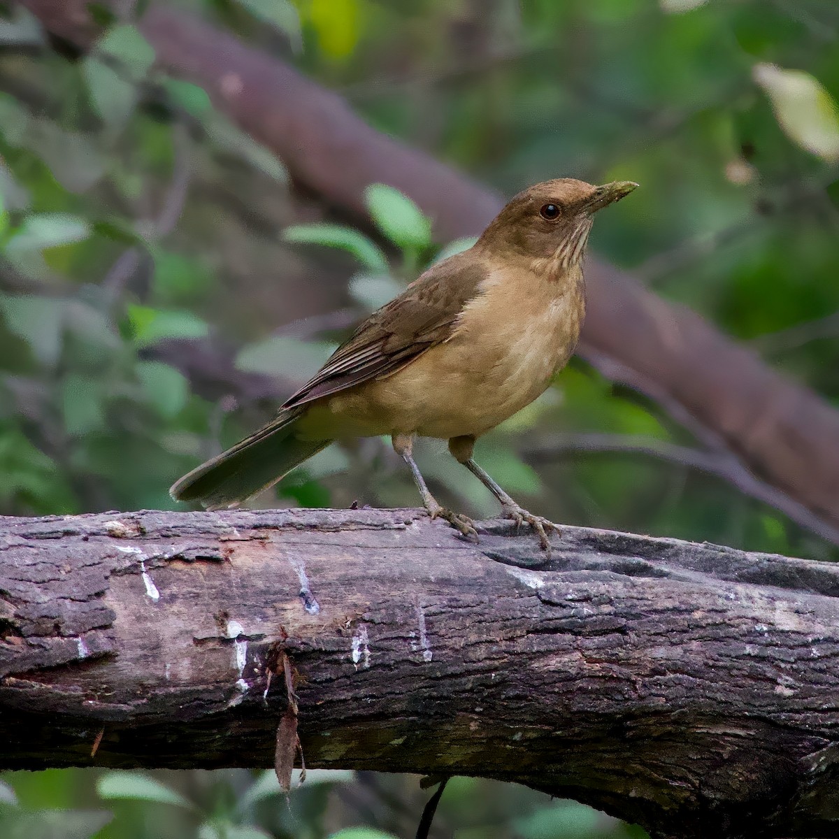 Clay-colored Thrush - ML631031854
