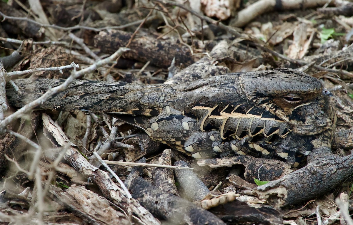 Common Pauraque - ML631031856