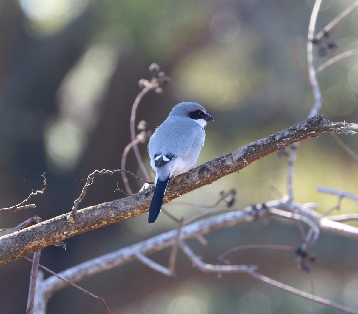 Loggerhead Shrike - ML631031859