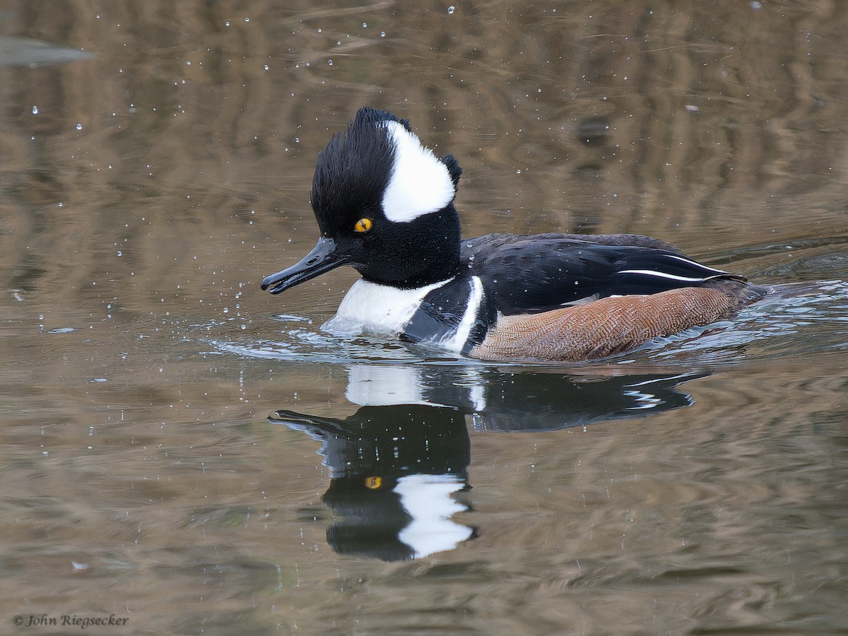 Hooded Merganser - ML631032053