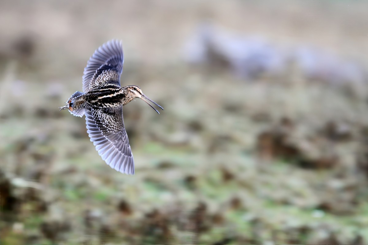 ML631032240 - Wood Snipe - Macaulay Library