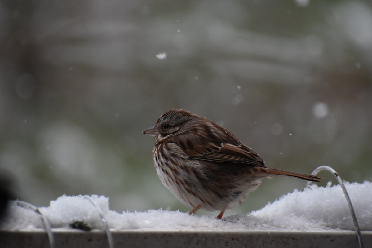 Song Sparrow - ML631032393