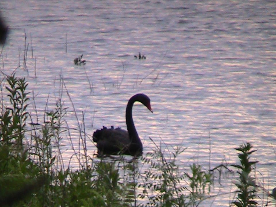 Black Swan - W. Michaelis