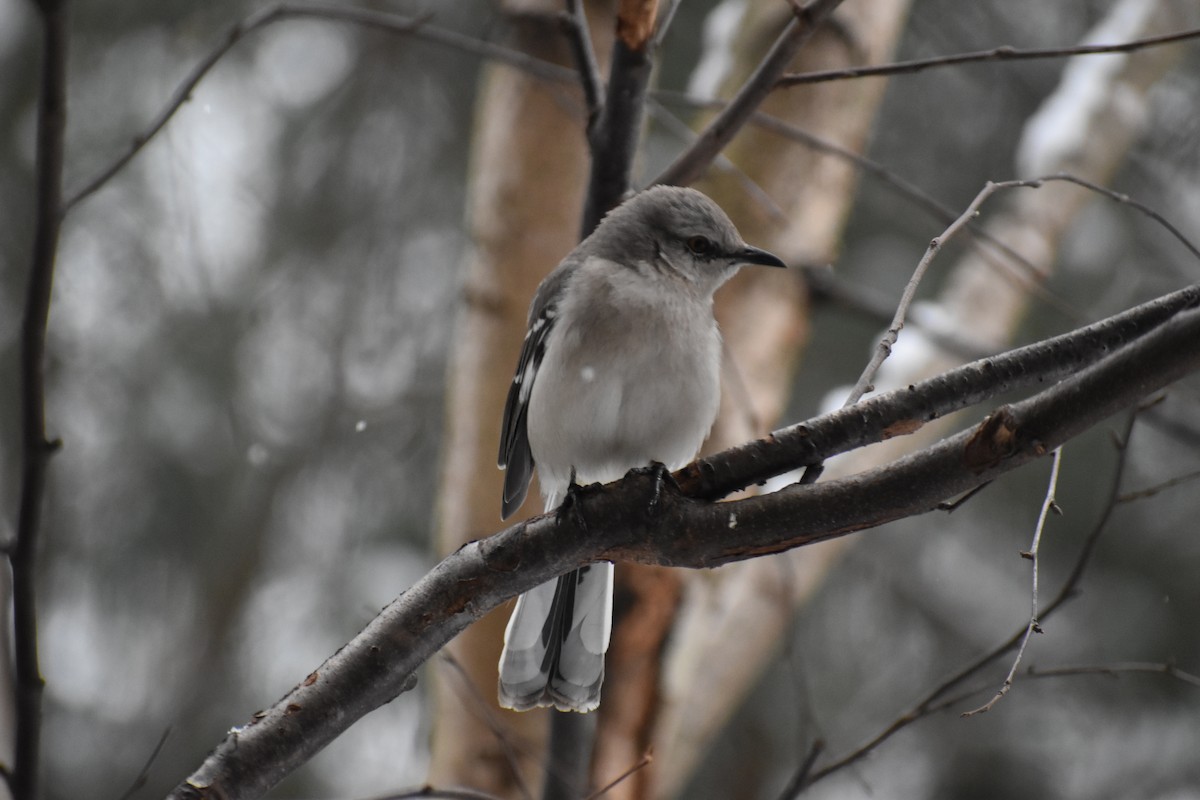 Northern Mockingbird - ML631032425