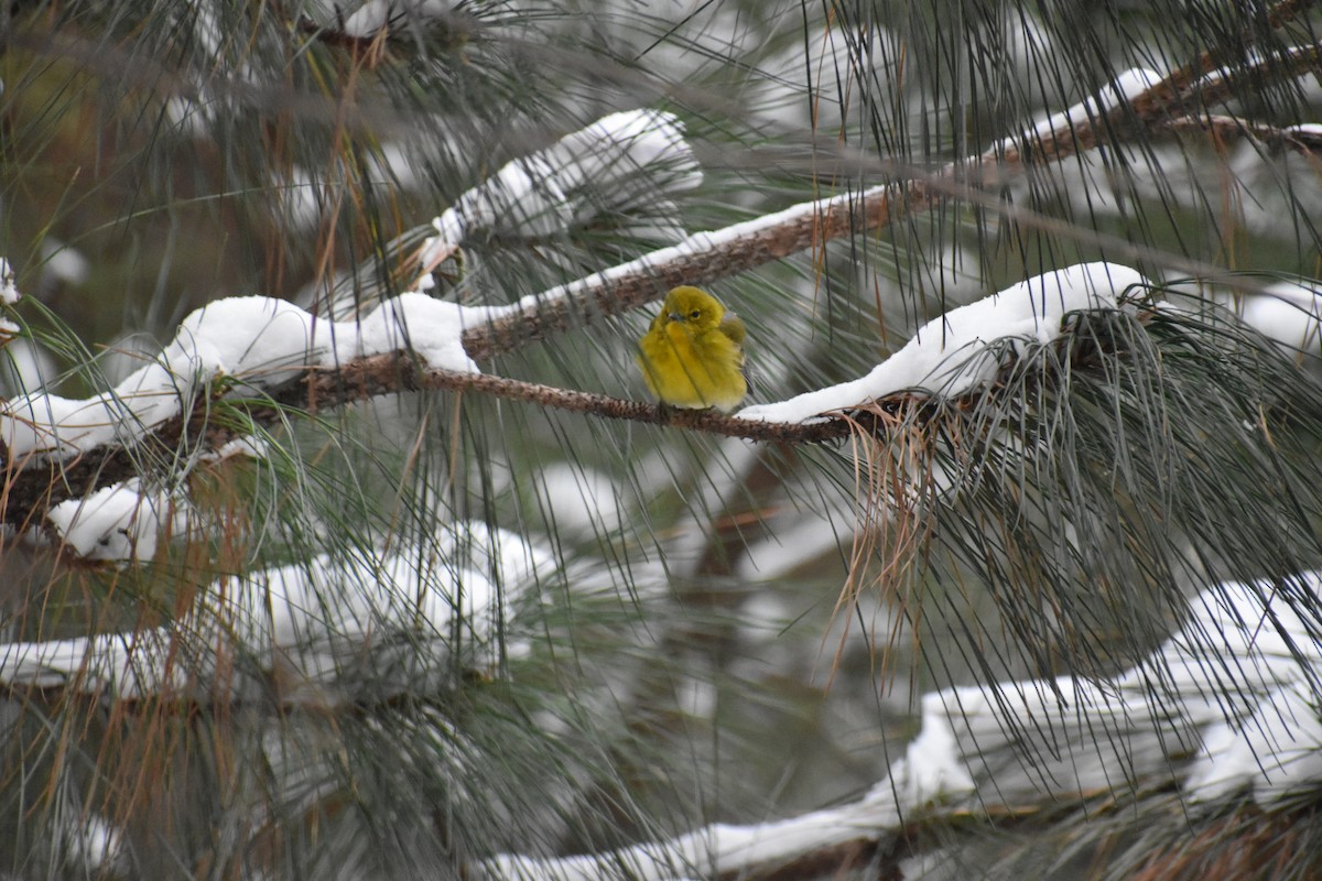 Pine Warbler - ML631032457