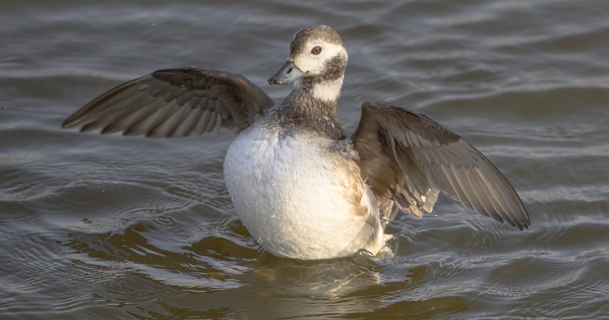 Long-tailed Duck - ML631032493