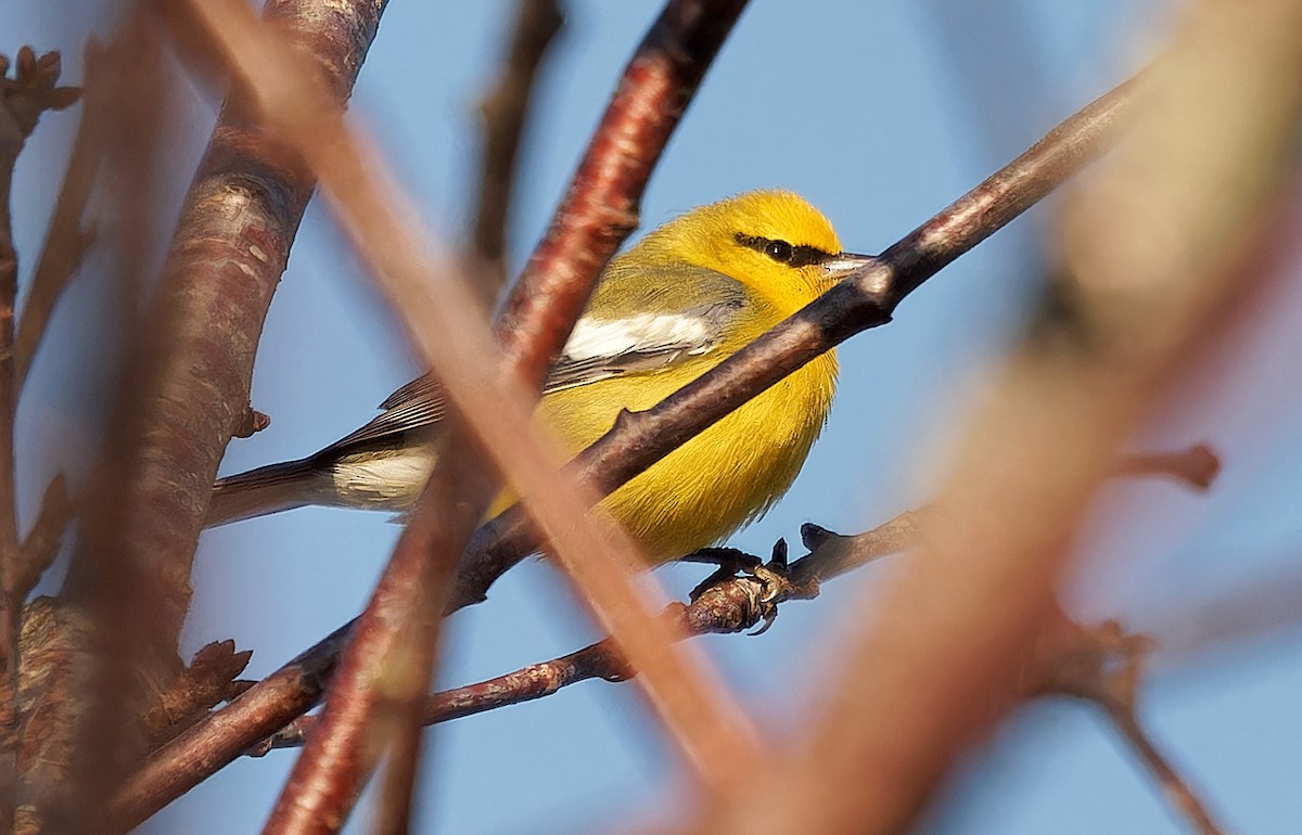 blåvingeparula - ML631032743