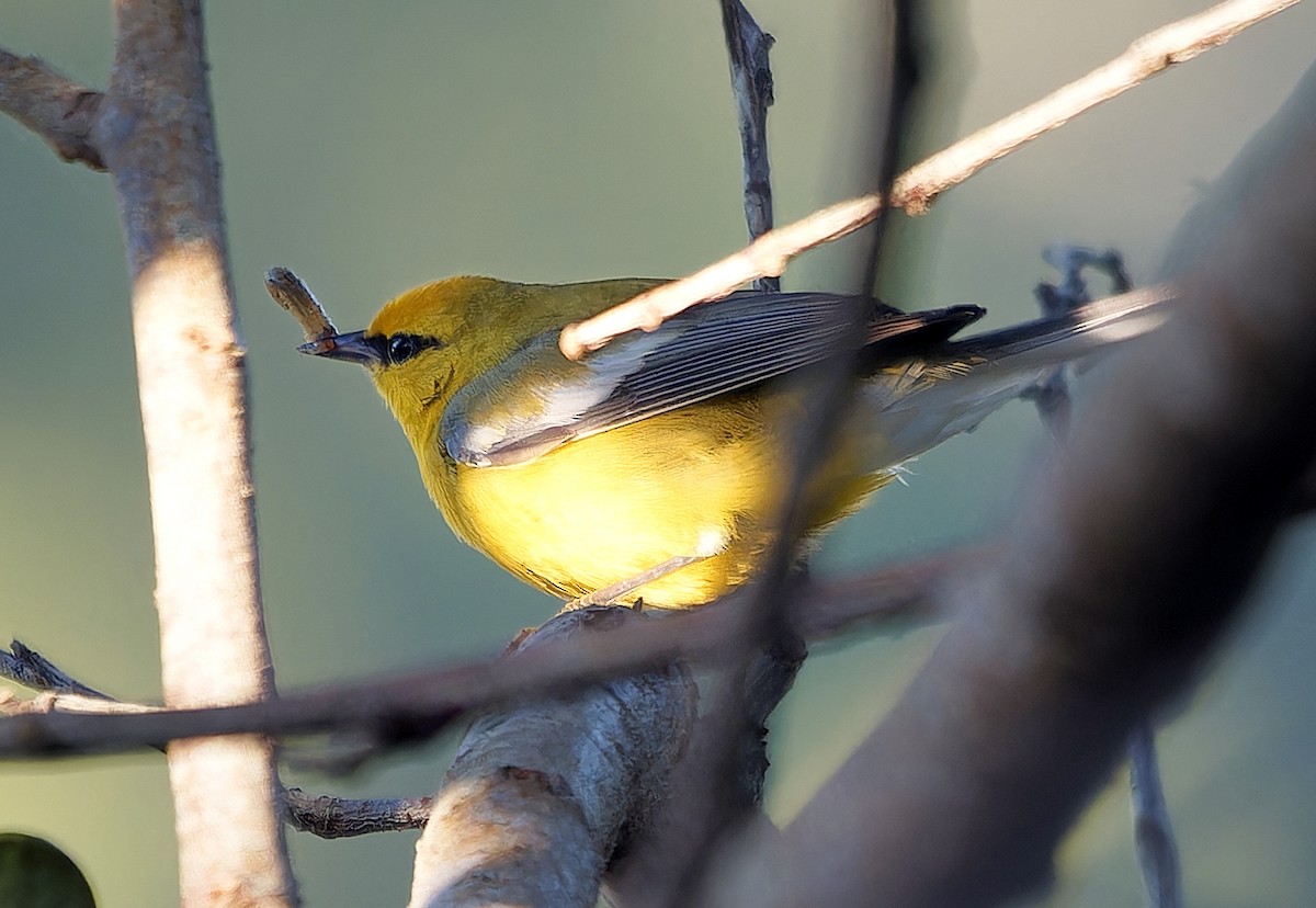 blåvingeparula - ML631032744