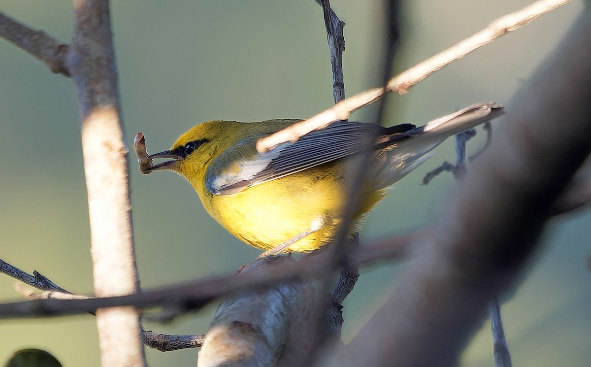blåvingeparula - ML631032745