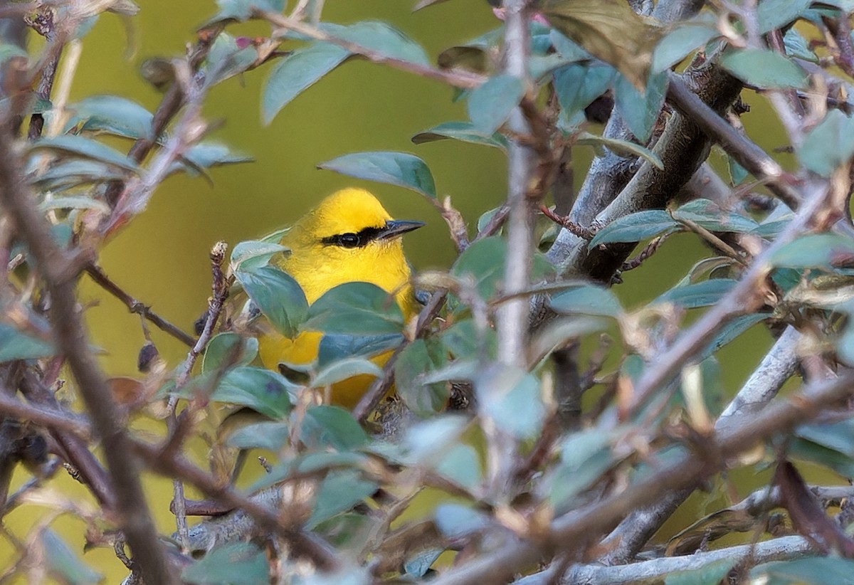 blåvingeparula - ML631032748