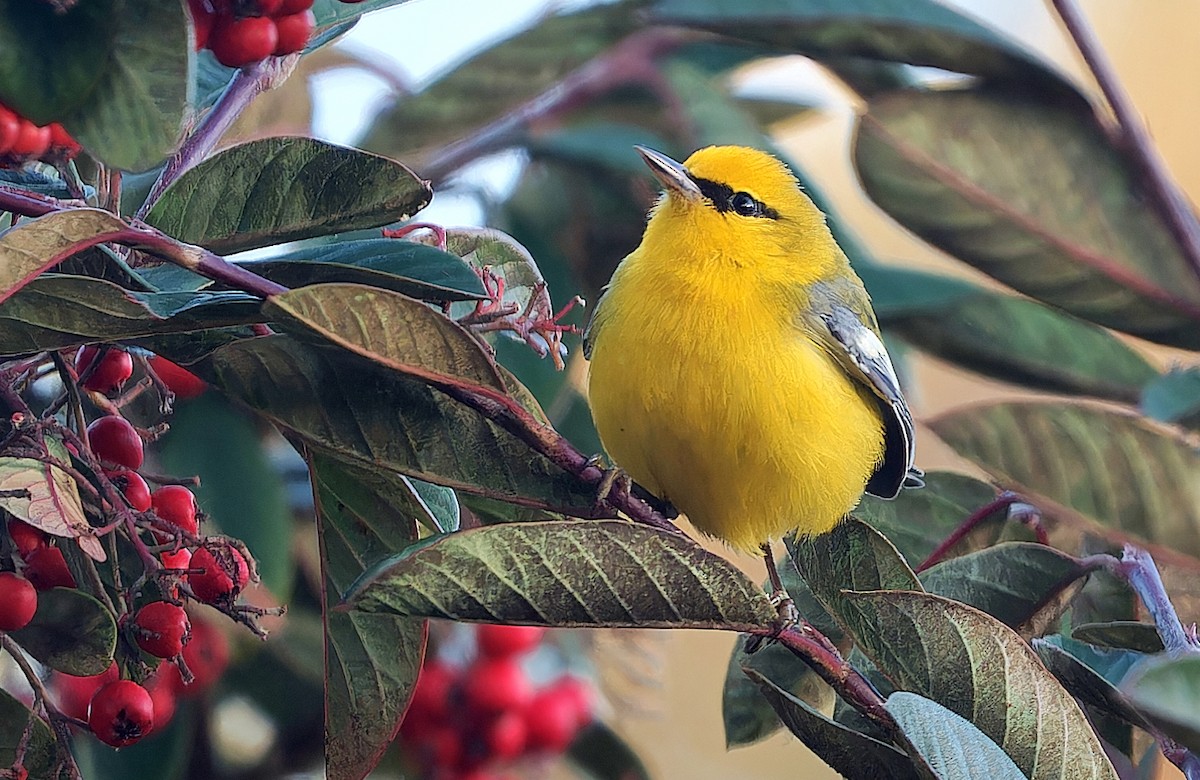 blåvingeparula - ML631032749