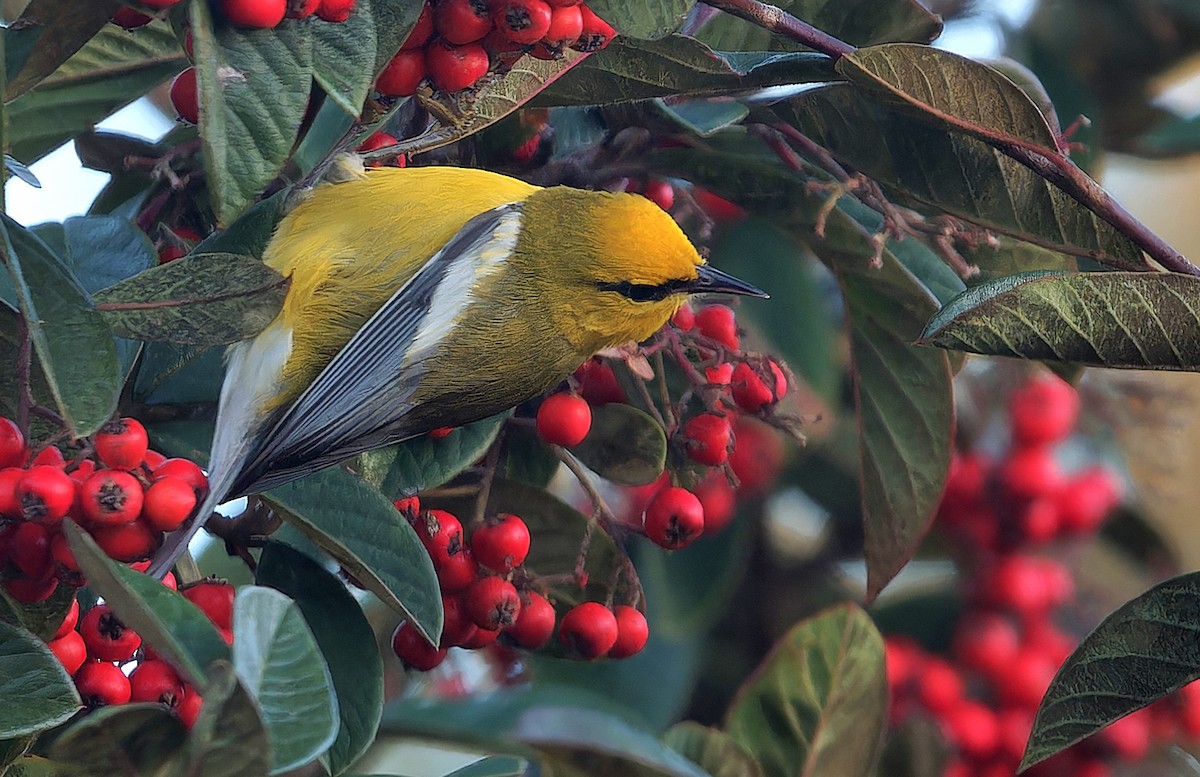 blåvingeparula - ML631032750