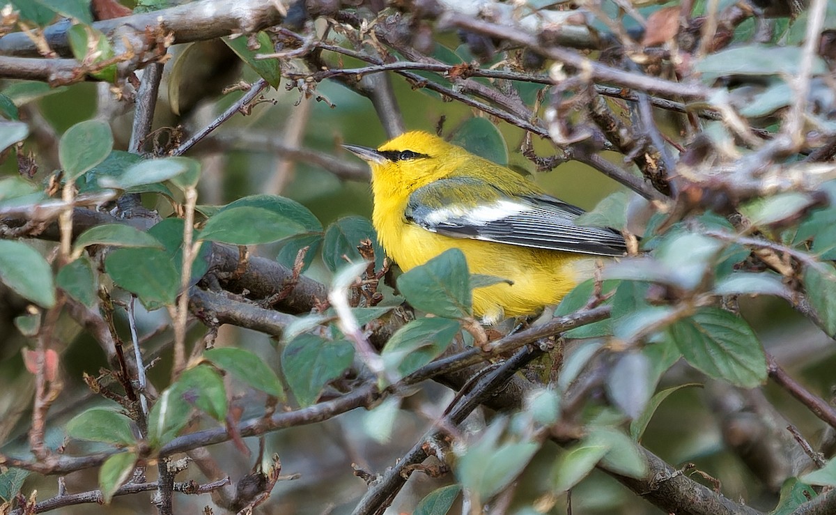 blåvingeparula - ML631032751