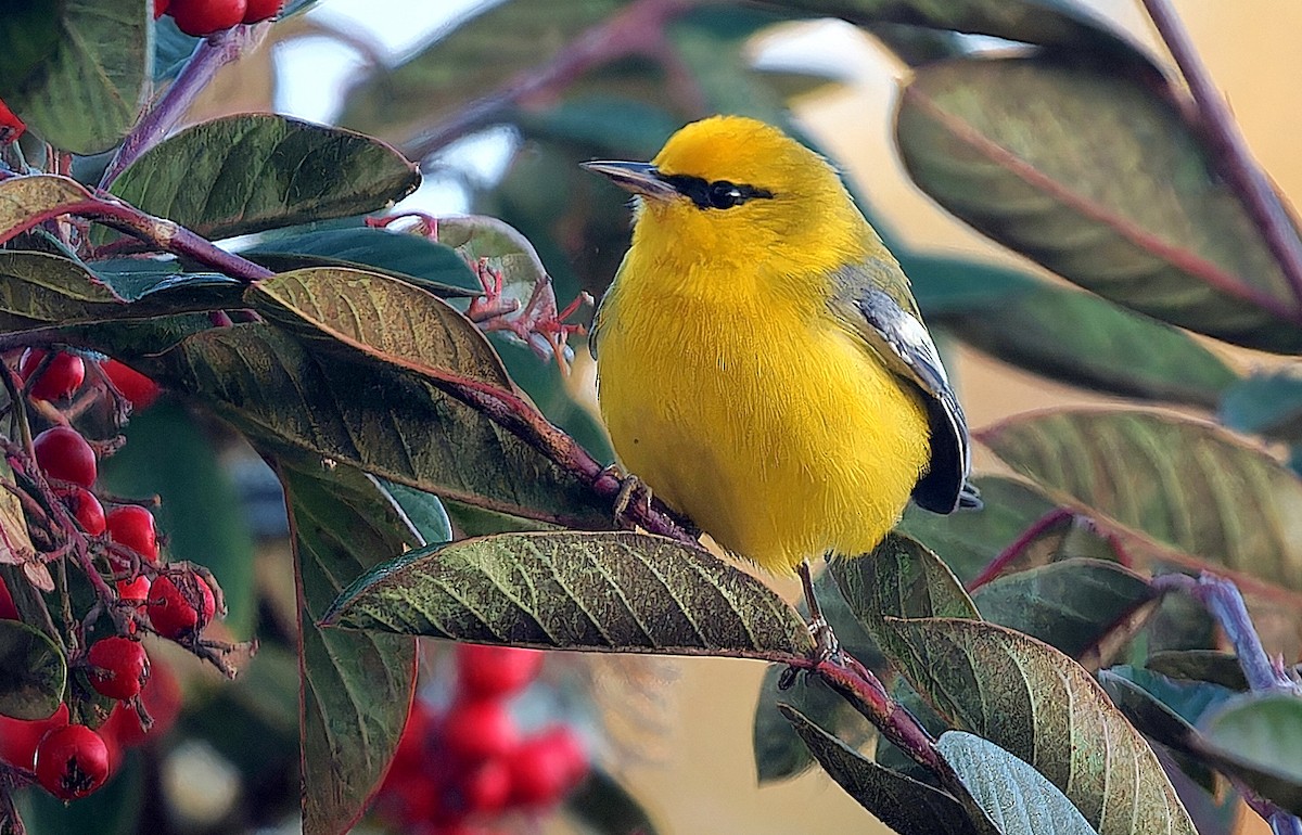 blåvingeparula - ML631032752