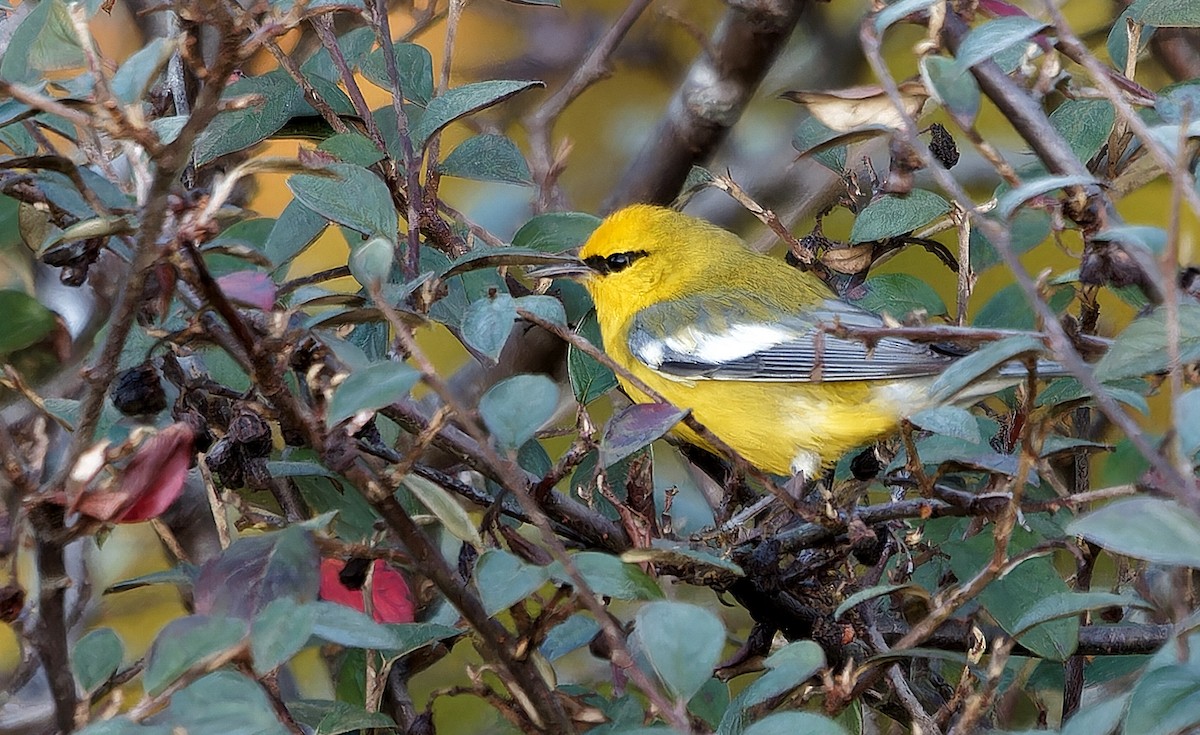 blåvingeparula - ML631032753