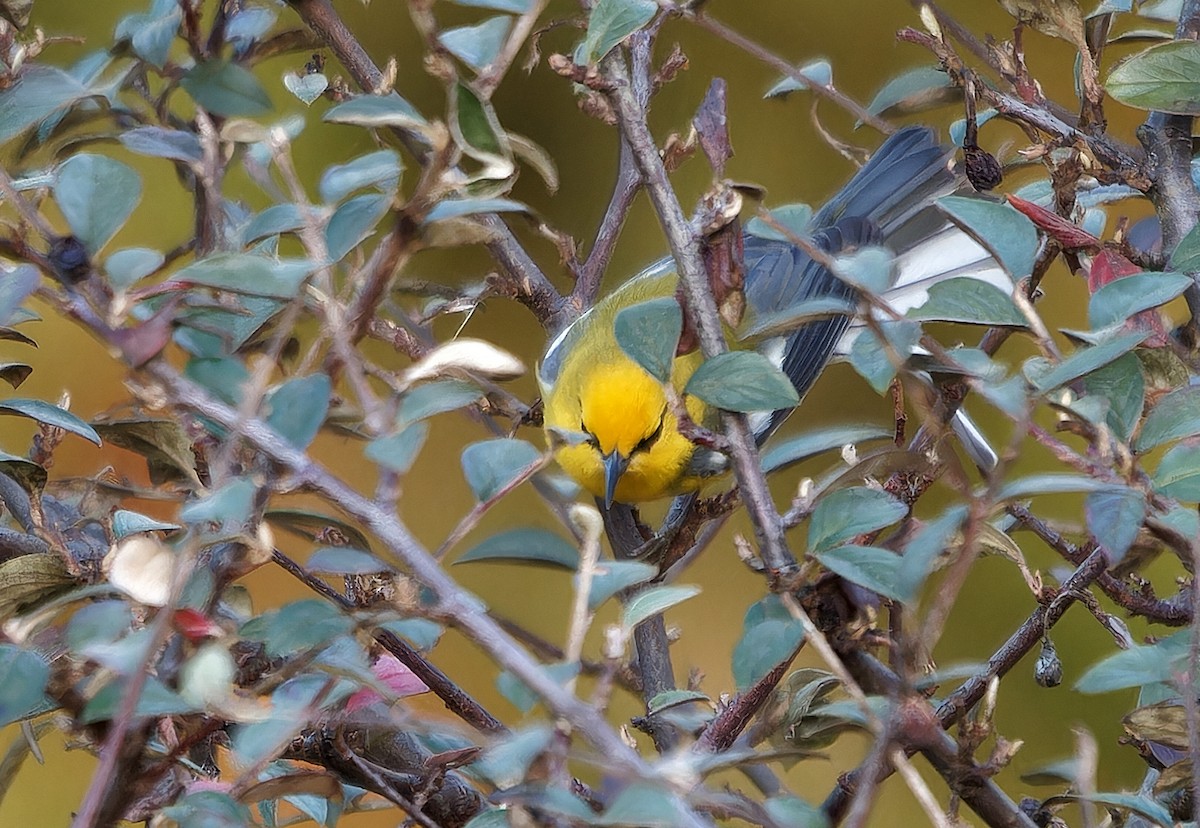 blåvingeparula - ML631032754