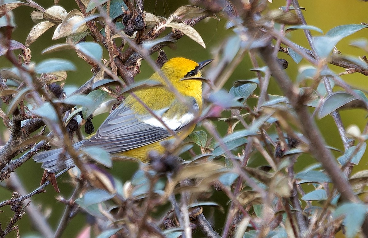 blåvingeparula - ML631032756