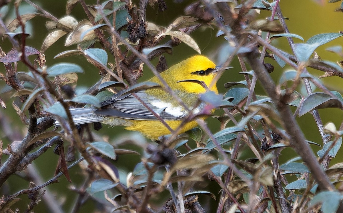 blåvingeparula - ML631032757
