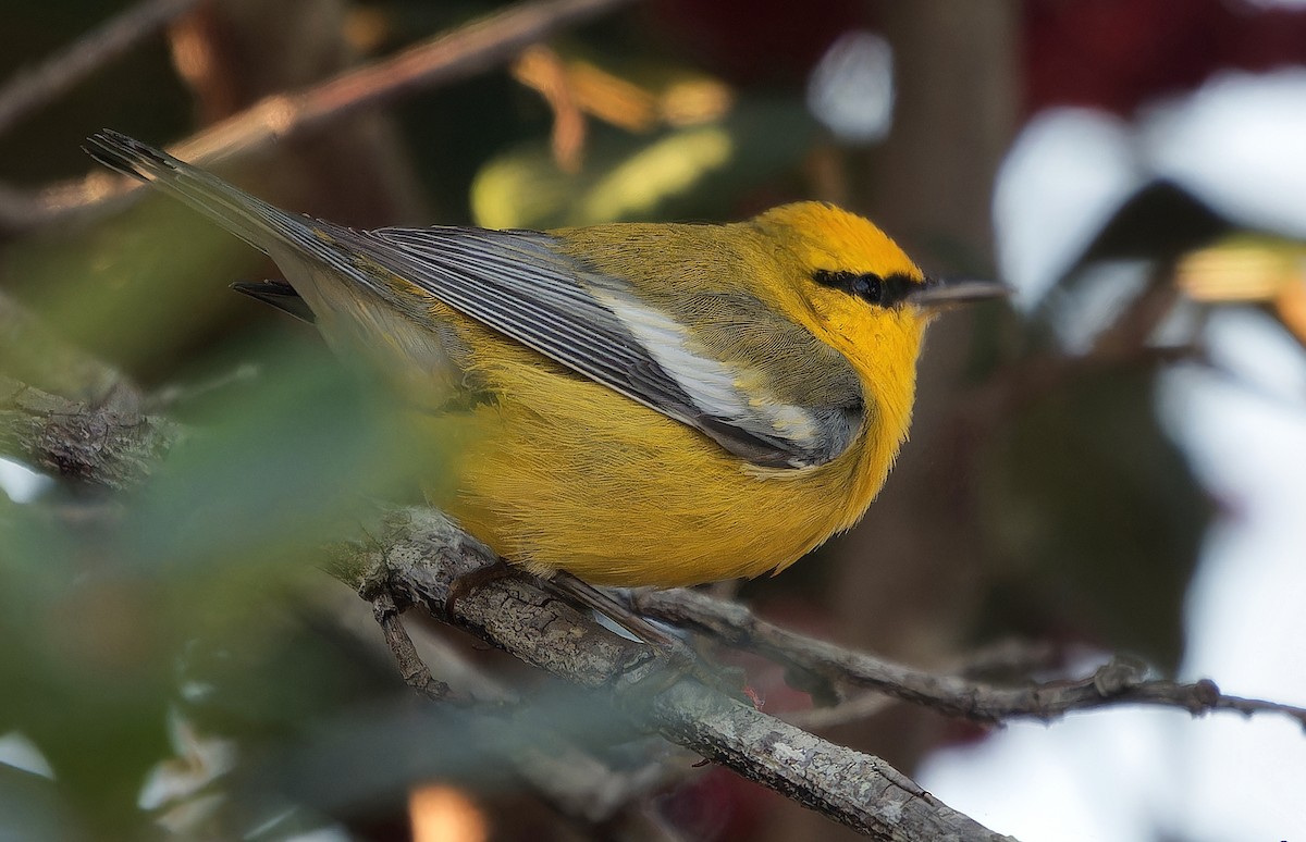 blåvingeparula - ML631032758