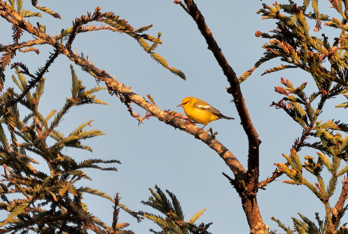blåvingeparula - ML631032759